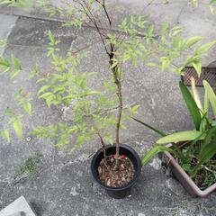 鉢植えの南天　引取り先募集の画像