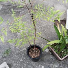 鉢植えの南天　引取り先募集の画像