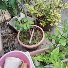 鉢植えの椿　引取り先募集の画像