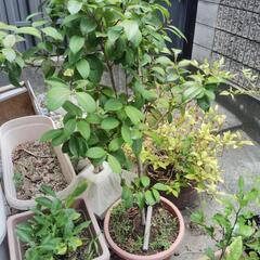 鉢植えの椿　引取り先募集の画像