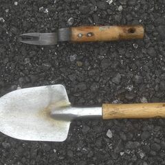 青じそ 大葉 紫蘇 1株 100円 お好きな株を選んでください。の画像