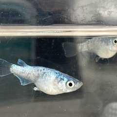 サボテンダルマ&ショートめだか-3匹の画像