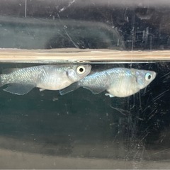 サボテンダルマ&ショートめだか-3匹の画像