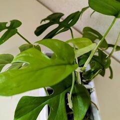 決定⚫モンステラ　観葉植物の画像
