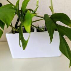 決定⚫モンステラ　観葉植物の画像