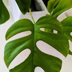 決定⚫モンステラ　観葉植物の画像