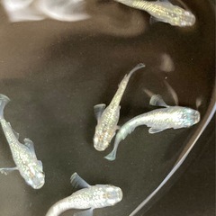 サボテンダルマ&ショートめだか-3匹の画像