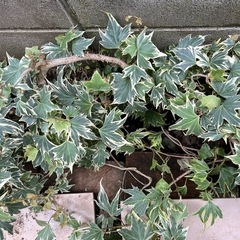 アイビー　地植えしています。抜根してお持ち頂ける方
の画像
