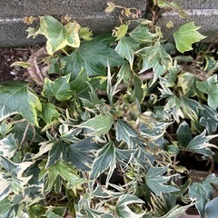 アイビー　地植えしています。抜根してお持ち頂ける方
の画像