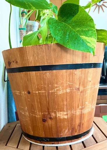 お値下げ可能です】 モンステラデリシオーサ イエローマリリン1株