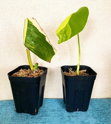 お値下げ可能です】 モンステラデリシオーサ イエローマリリン1株