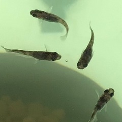 御影　メダカ　10匹の画像