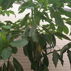 【8月末まで】アボカド　樹齢３年の画像