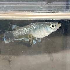 フロマージュ-♂3-♀1の画像