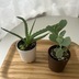 ランキングキーワードに紐づく投稿画像-多肉植物