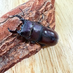 【3ペア全てお取引中】ダイトウヒラタクワガタ(北大東島)ペア　　　　※夏休み！小学生は表示金額の半額！の画像