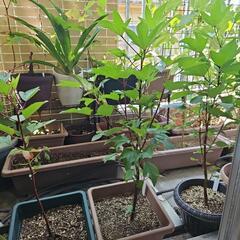 ローゼル 鉢植えの画像