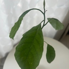 植物　アボカド　実生苗の画像