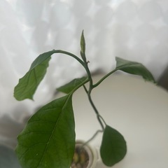 植物　アボカド　実生苗の画像
