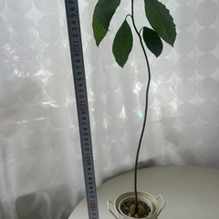 植物　アボカド　実生苗の画像
