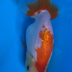 らんちゅうの画像