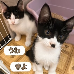 仲良しハチワレ兄弟