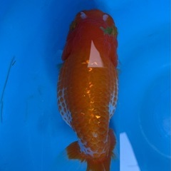 らんちゅうの画像