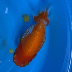 らんちゅうの画像