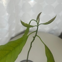 植物　アボカド　実生苗　②の画像