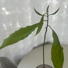 植物　アボカド　実生苗　②の画像