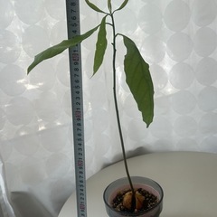 植物　アボカド　実生苗　②の画像