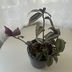 ランキングキーワードに紐づく投稿画像-観葉植物