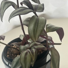 観葉植物　トラディスカンティア   ゼブリナの画像