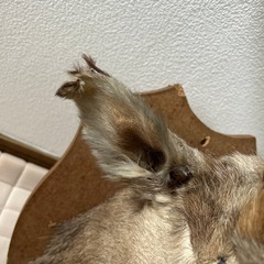 剥製鹿オブジェの画像