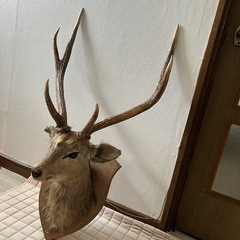 剥製鹿オブジェの画像