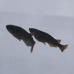 カイジ　メダカの画像