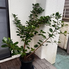 パンダ ガジュマルの画像