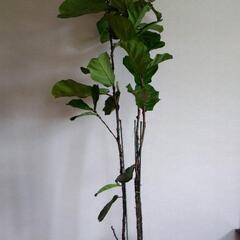 フィカス　ウンベラータの画像