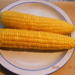 とうもろこし　トウモロコシ　ゴールドラッシュ　　1本１２０円　安過ぎ　訳ありではありません　お一人様　数本～20本位まで対応の画像