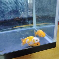 お話し中　　金魚の画像
