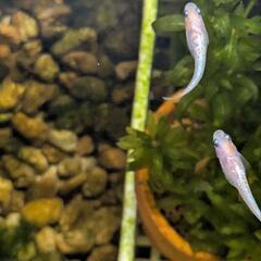 王華メダカの画像