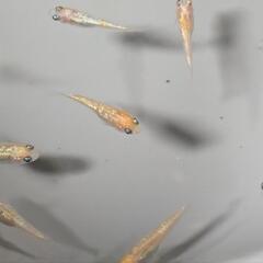 王華メダカの画像