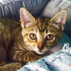 海岸で出会った小さなキジトラ女の子…ももちゃん２ヶ月