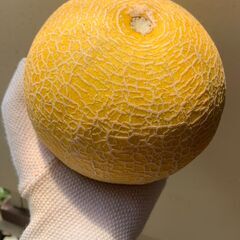 マスクメロン 中サイズ３個まとめて ※訳あり お買い得の画像