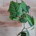ランキングキーワードに紐づく投稿画像-観葉植物