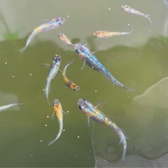 🐟ユリシス　メダカ🐟稚魚6匹＋補償🐟の画像