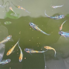 🐟ユリシス　メダカ🐟稚魚6匹＋補償🐟の画像