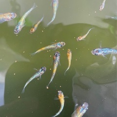 🐟ユリシス　メダカ🐟稚魚6匹＋補償🐟の画像
