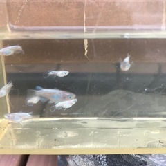 【メダカ】エンゼルダルマの画像