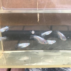【メダカ】エンゼルダルマの画像